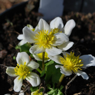Калюжниця болотная 'Alba' (Caltha palustris 'Alba')