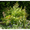 Осмунда королівська  'Purpurascens' (Osmunda regalis 'Purpurascens')