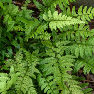 Багаторядник цусімский (Polystichum tsus-simense)