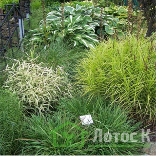Осока пальмолиста 'Aureovariegata' (Carex muskingumensis 'Aureovariegata')