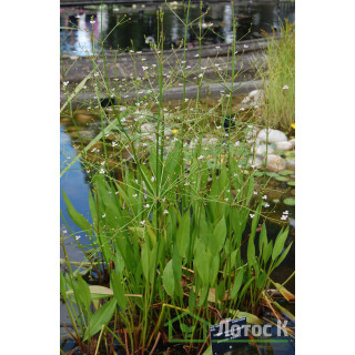 Частуха дрібноквіткова (Alisma parviflora)