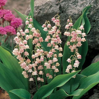 Конвалія травнева 'Rosea' (Convallaria majalis 'Rosea')