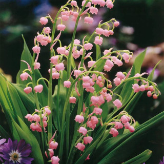 Конвалія травнева 'Rosea' (Convallaria majalis 'Rosea')