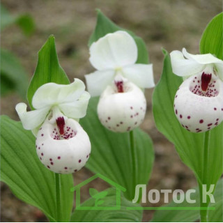 Циприпедіум 'Ulla Silkens' (Cypripedium 'Ulla Silkens')