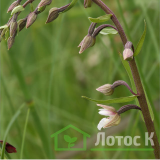 Дремлик болотный (Epipactis palustris)