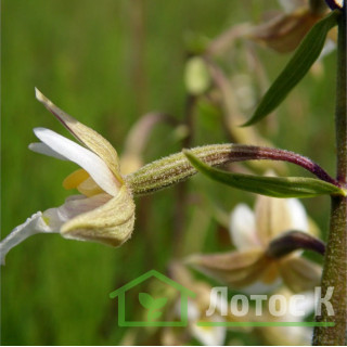 Дремлик болотный (Epipactis palustris)