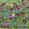 Рябчик шахматний (Fritillaria meleagris)