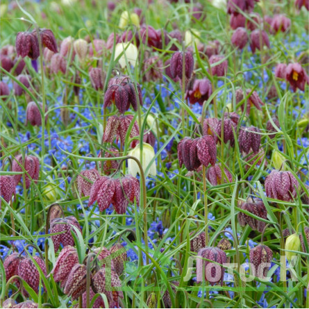 Рябчик шахматний (Fritillaria meleagris)