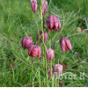 Рябчик шахматний (Fritillaria meleagris)