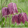 Рябчик шахматний (Fritillaria meleagris)
