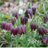 Рябчик шахматний (Fritillaria meleagris)