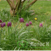 Рябчик шахматний (Fritillaria meleagris)