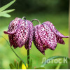 Рябчик шахматний (Fritillaria meleagris)