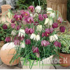 Рябчик шахматний (Fritillaria meleagris)