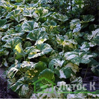 Белокопытник японский 'Variegata' (Petasites japonicus 'Variegata')