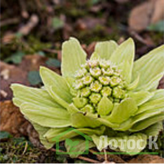 Белокопытник японский 'Variegata' (Petasites japonicus 'Variegata')