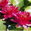 Нимфея 'Burgundy Princess' (Nymphaea 'Burgundy Princess')