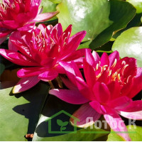 Німфея 'Burgundy Princess' (Nymphaea 'Burgundy Princess')