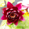 Нимфея 'Burgundy Princess' (Nymphaea 'Burgundy Princess')