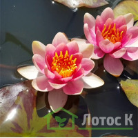 Німфея 'Aurora' (Nymphaea 'Aurora')