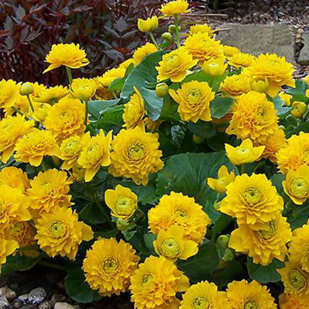 Калужниця болотна 'Multiplex' (Caltha palustris 'Multiplex')