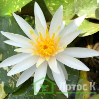Німфея 'Ark en Ciel' (Nymphaea 'Ark en Ciel')