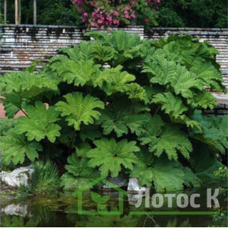 Гуннера рукавчата (Gunnera manicata)