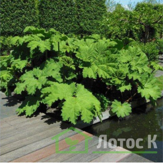 Гуннера рукавчата (Gunnera manicata)