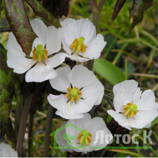 Подофилл (Dysosma species)