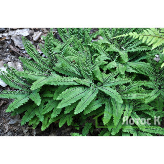 Адіантум стоповидний 'Imbricatum' (Adiantum pedatum 'Imbricatum')