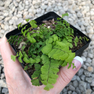 Адіантум стоповидний 'Imbricatum' (Adiantum pedatum 'Imbricatum')