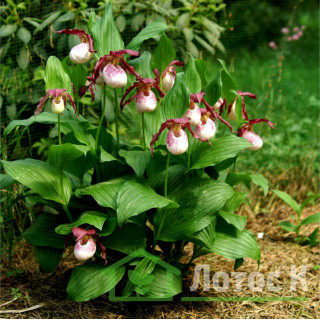Циприпедіум 'Philipp' (Cypripedium 'Philipp')