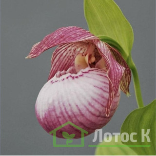 Циприпедіум 'Sabine' (Cypripedium 'Sabine')