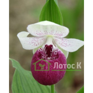Циприпедіум 'Vicky' s Delight' (Cypripedium 'Vicky' s Delight')