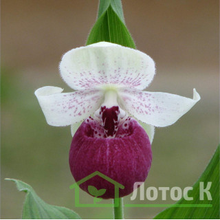 Циприпедіум 'Vicky' s Delight' (Cypripedium 'Vicky' s Delight')