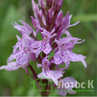 Пальчатокоренник Фукса  (Dactylorhiza fuchsii)