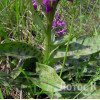  Пальчатокоренник майский (Dactylorhiza majalis)