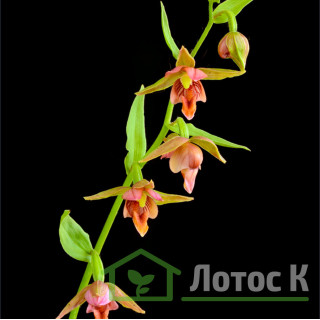 Дремлик 'Sabine' (Epipactis 'Sabine')