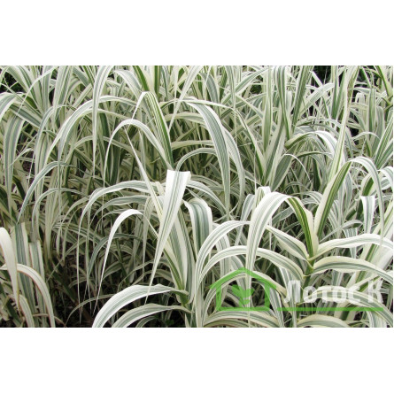 Очерет гігантський (Arundo donax 'Aureovariegata')