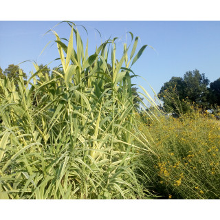 Очерет гігантський (Arundo donax 'Aureovariegata')