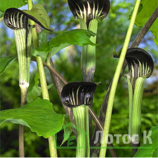 Арізема трьохлистова (Arisaema triphyllum)