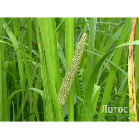 Аїр болотний (Acorus calamus)