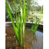 Аїр болотний (Acorus calamus)