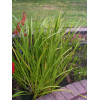 Аїр болотний (Acorus calamus)