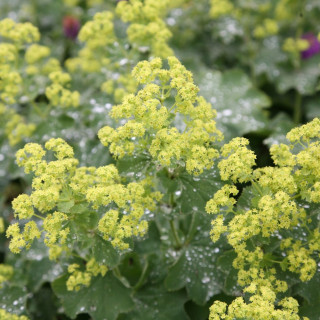 Манжетка мягкая (Alchemilla mollis)