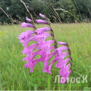 Гладіолус черепітчатий (Gladiolus imbricatus)
