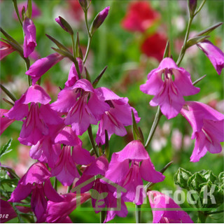 Гладіолус черепітчатий (Gladiolus imbricatus)