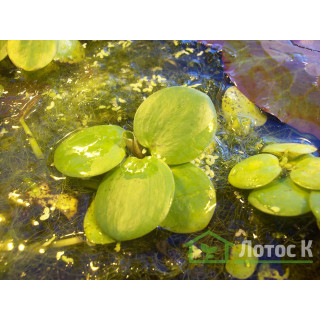 Лімнобіум губчатий (Limnobium spongia)
