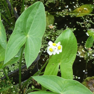 Стрелолист широколистный (Sagittaria latifolia)