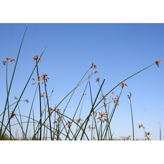 Очерет озерний (Scirpus lacustris)